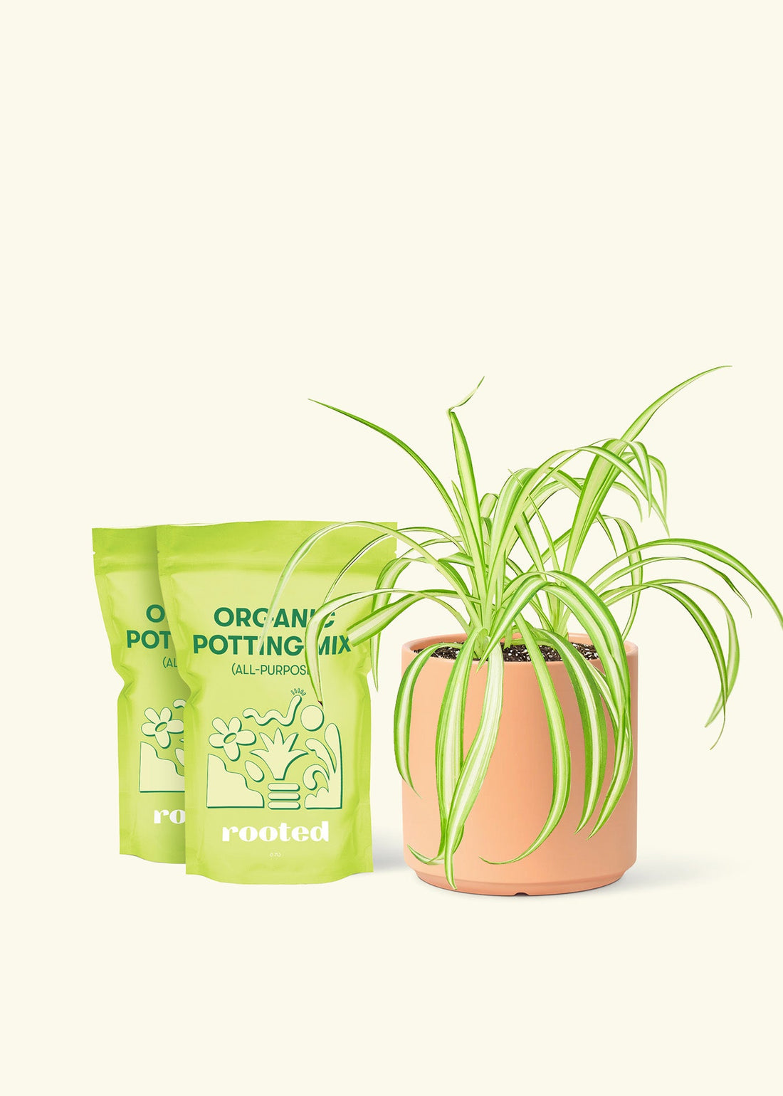 Medium Spider Plant (Chlorophytum comosum variegata) in a peach cylinder pot and two bag of soil.