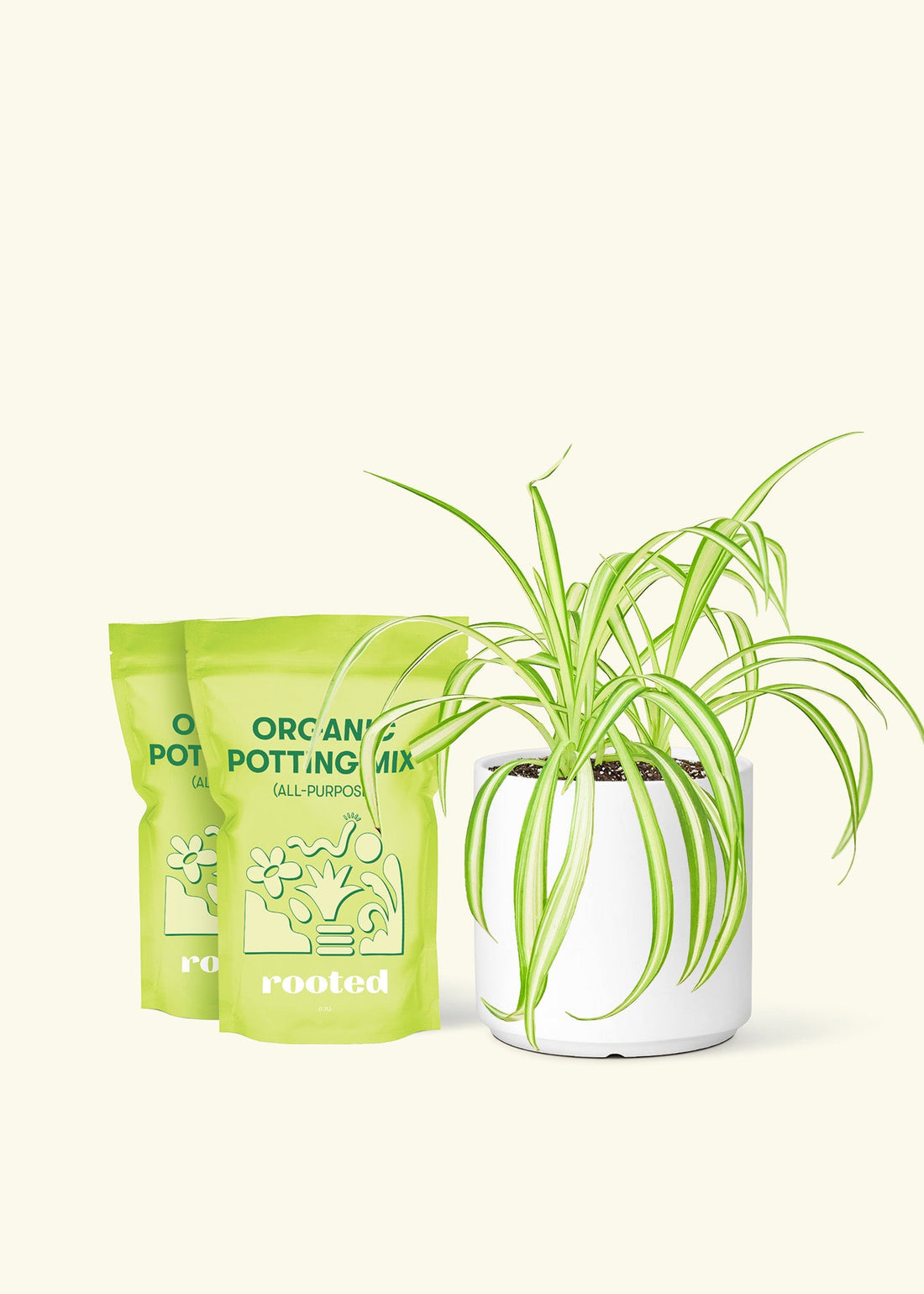 Medium Spider Plant (Chlorophytum comosum variegata) in a white cylinder pot and two bag of soil.