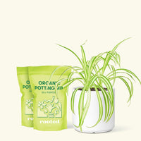 Medium Spider Plant (Chlorophytum comosum variegata) in a white cylinder pot and two bag of soil.
