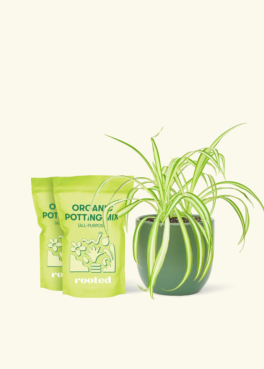 Medium Spider Plant (Chlorophytum comosum variegata) in a green rounded pot and two bag of soil.