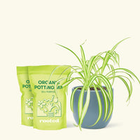 Medium Spider Plant (Chlorophytum comosum variegata) in a indigo rounded pot and two bag of soil.