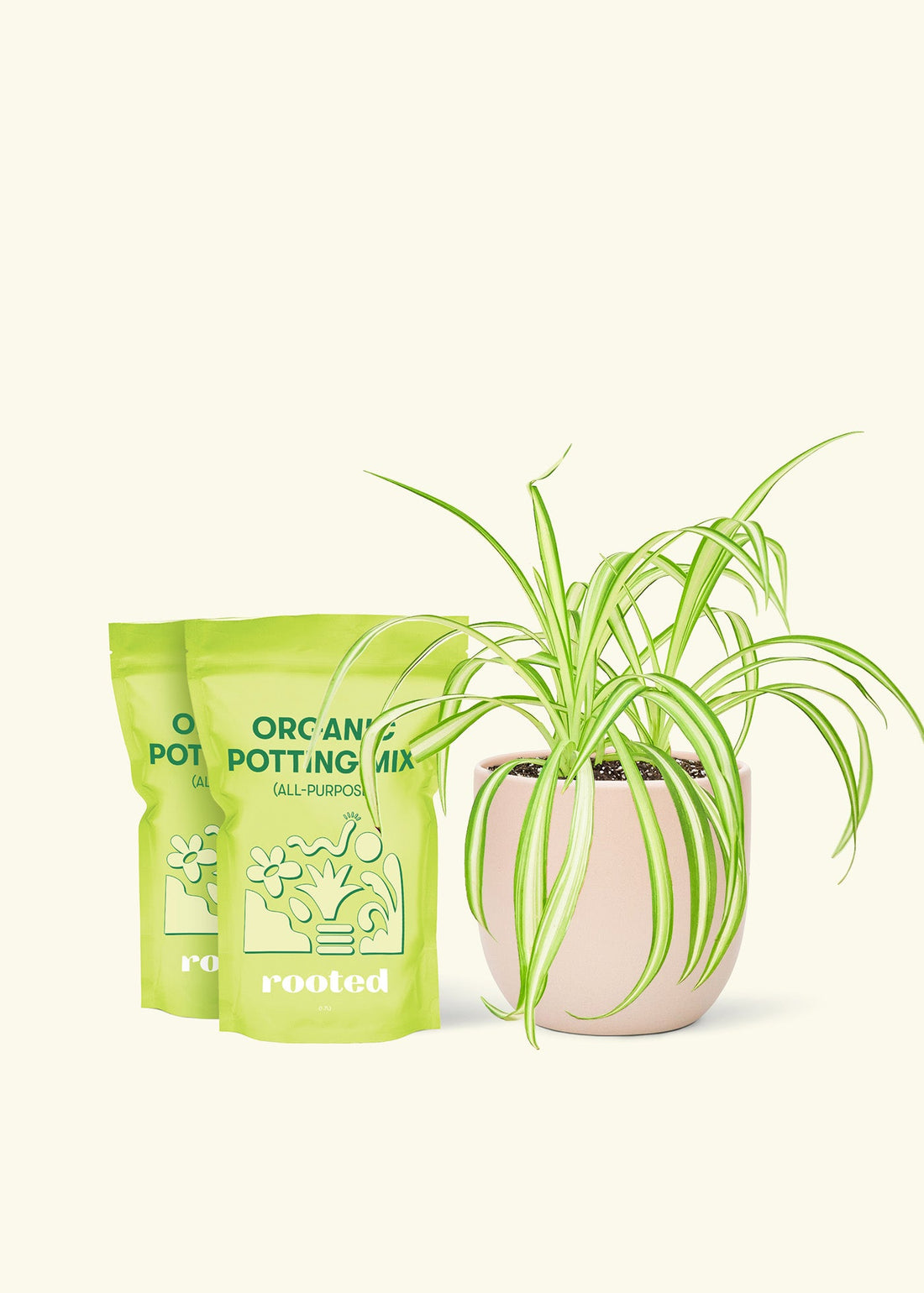 Medium Spider Plant (Chlorophytum comosum variegata) in a pink rounded pot and two bag of soil.