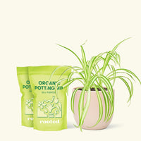 Medium Spider Plant (Chlorophytum comosum variegata) in a pink rounded pot and two bag of soil.