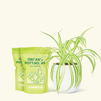 Medium Spider Plant (Chlorophytum comosum variegata) in a white rounded pot and two bag of soil.