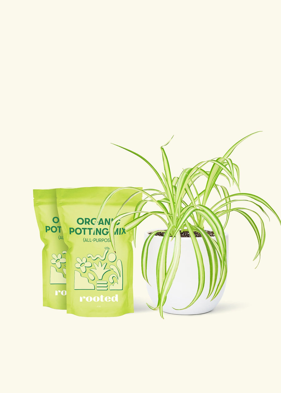 Medium Spider Plant (Chlorophytum comosum variegata) in a white rounded pot and two bag of soil.