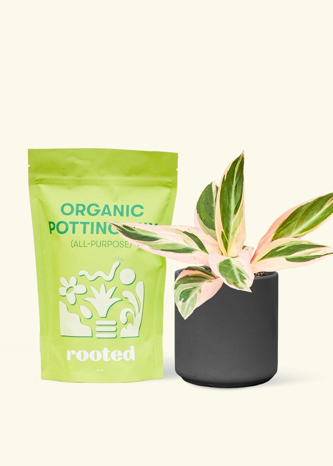 A bag of Organic Potting Mix to the left of a Stromanthe &