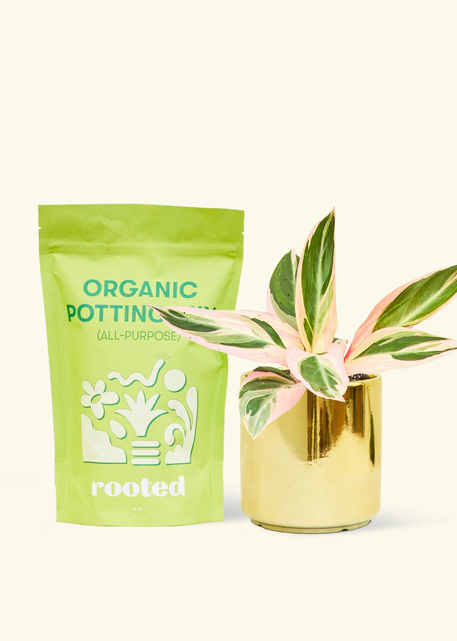 A bag of Organic Potting Mix to the left of a Stromanthe 'Triostar' in a gold cylinder ceramic pot.