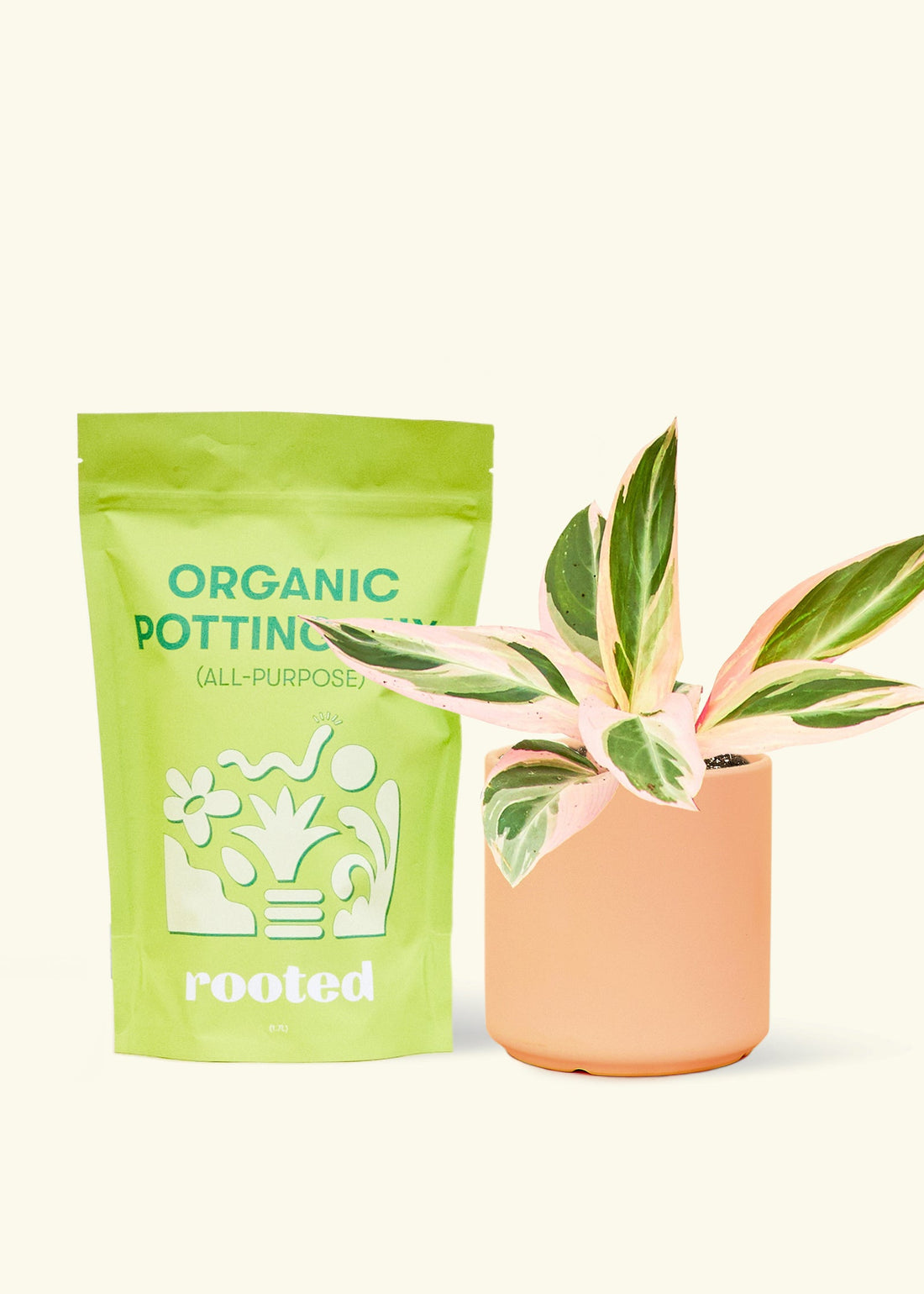 A bag of Organic Potting Mix to the left of a Stromanthe &