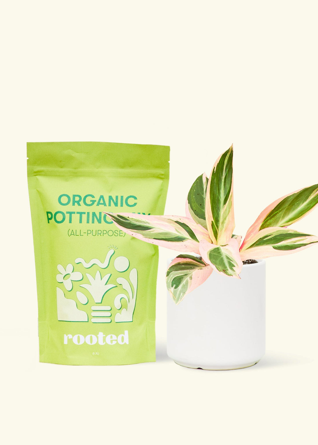 A bag of Organic Potting Mix to the left of a Stromanthe &