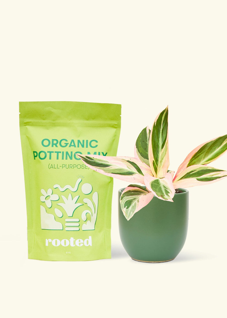 A bag of Organic Potting Mix to the left of a Stromanthe 'Triostar' in a forest rounded ceramic pot.