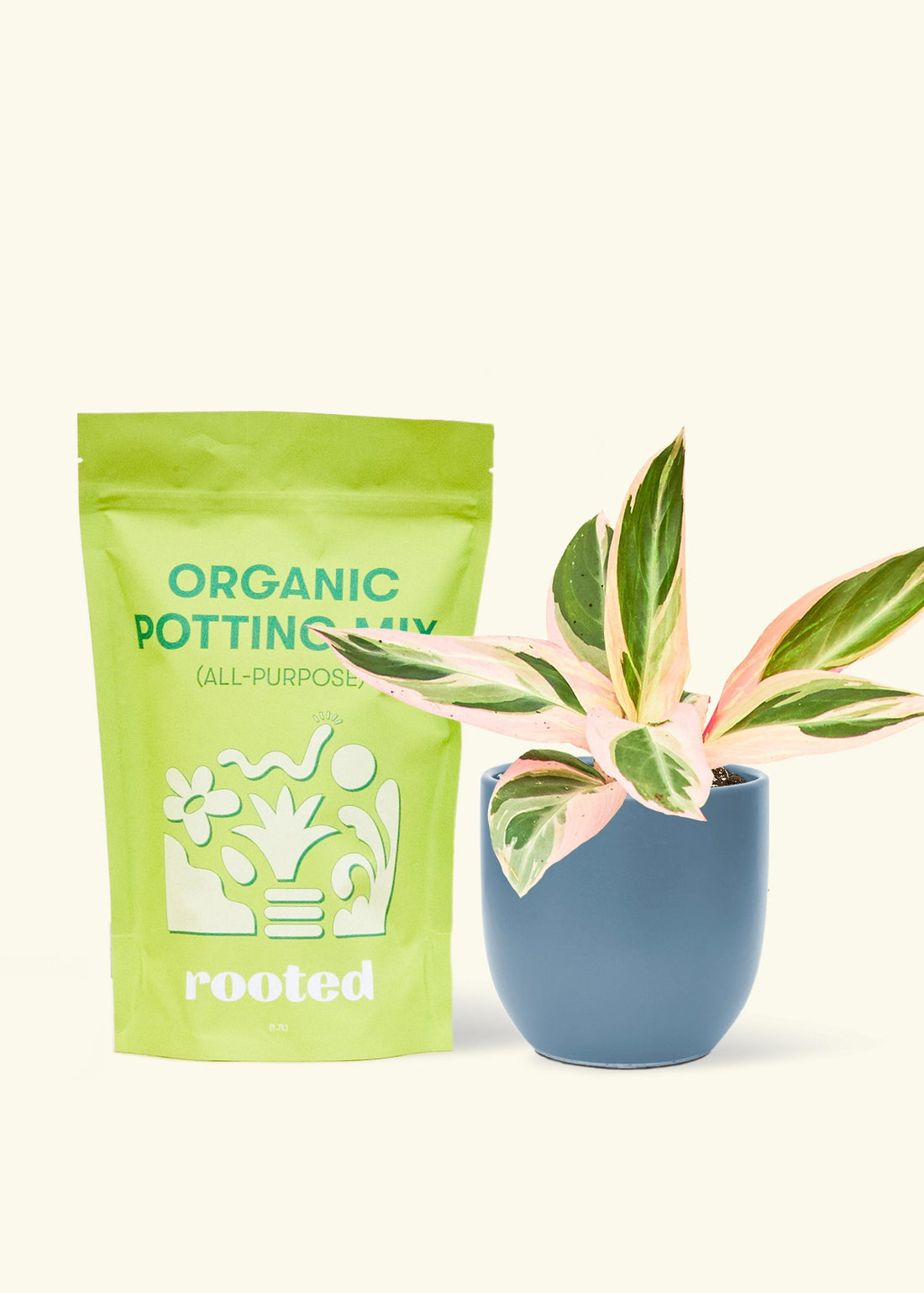 A bag of Organic Potting Mix to the left of a Stromanthe &