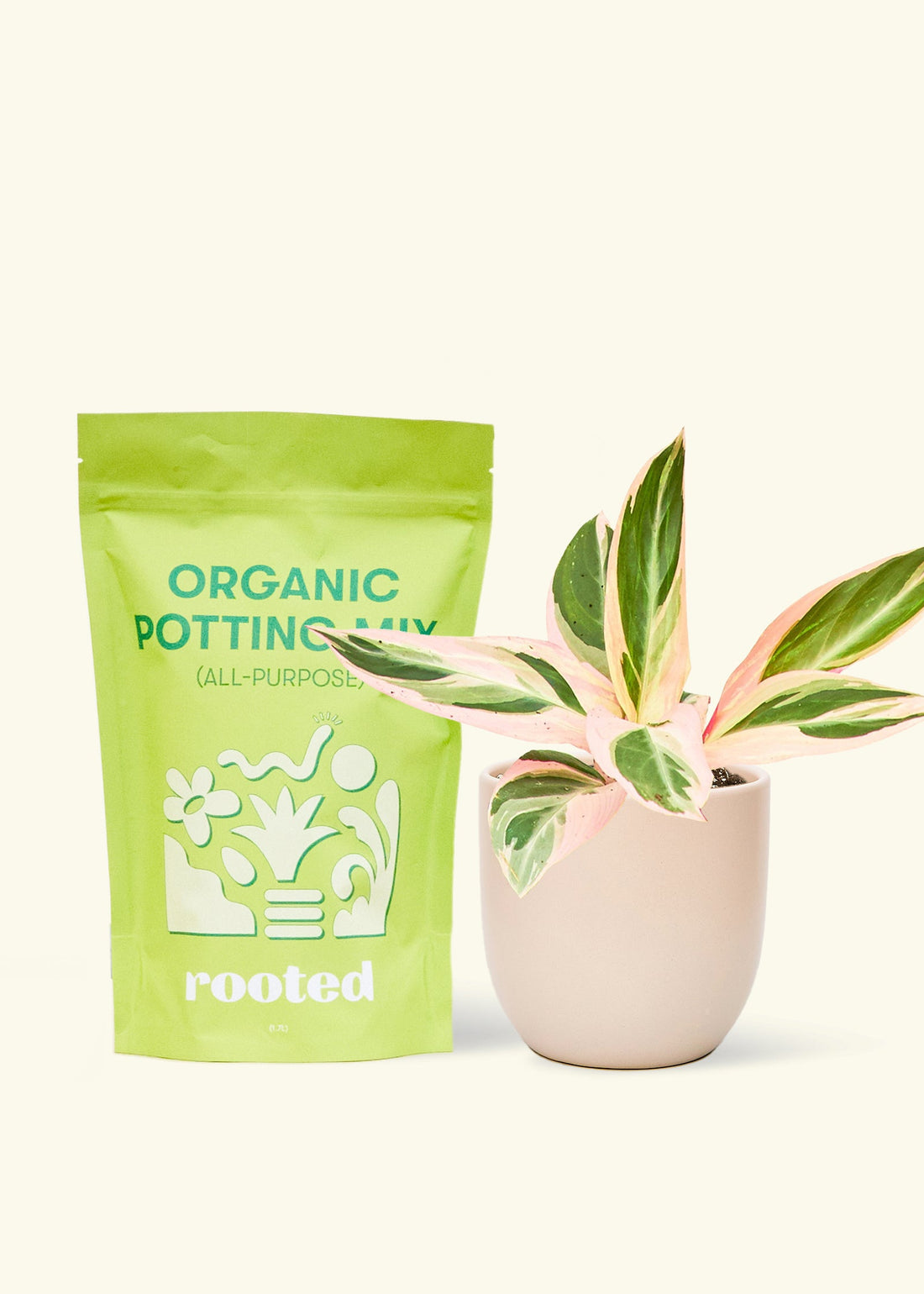 A bag of Organic Potting Mix to the left of a Stromanthe &