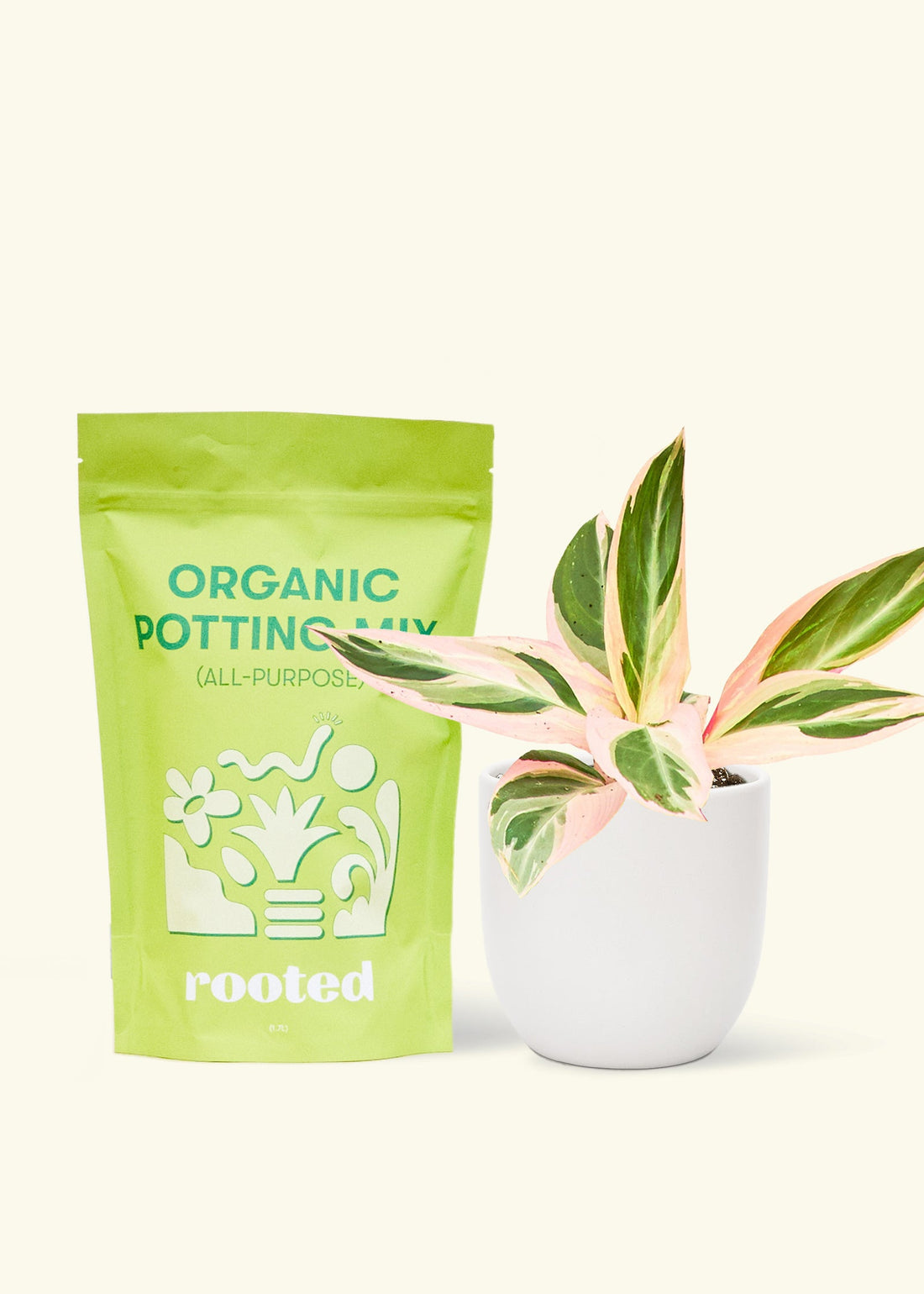 A bag of Organic Potting Mix to the left of a Stromanthe &