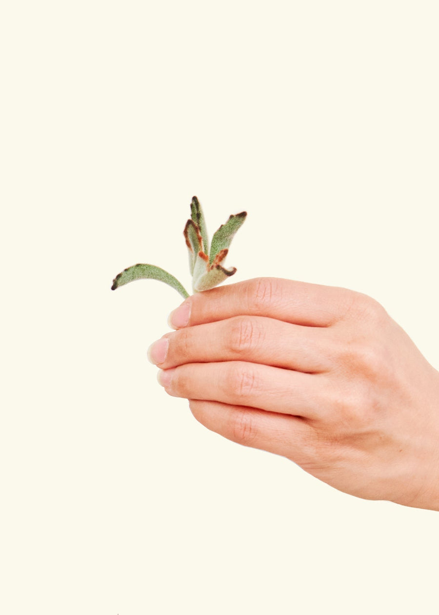 Hand holding small succulent