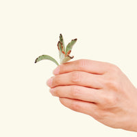 Hand holding small succulent