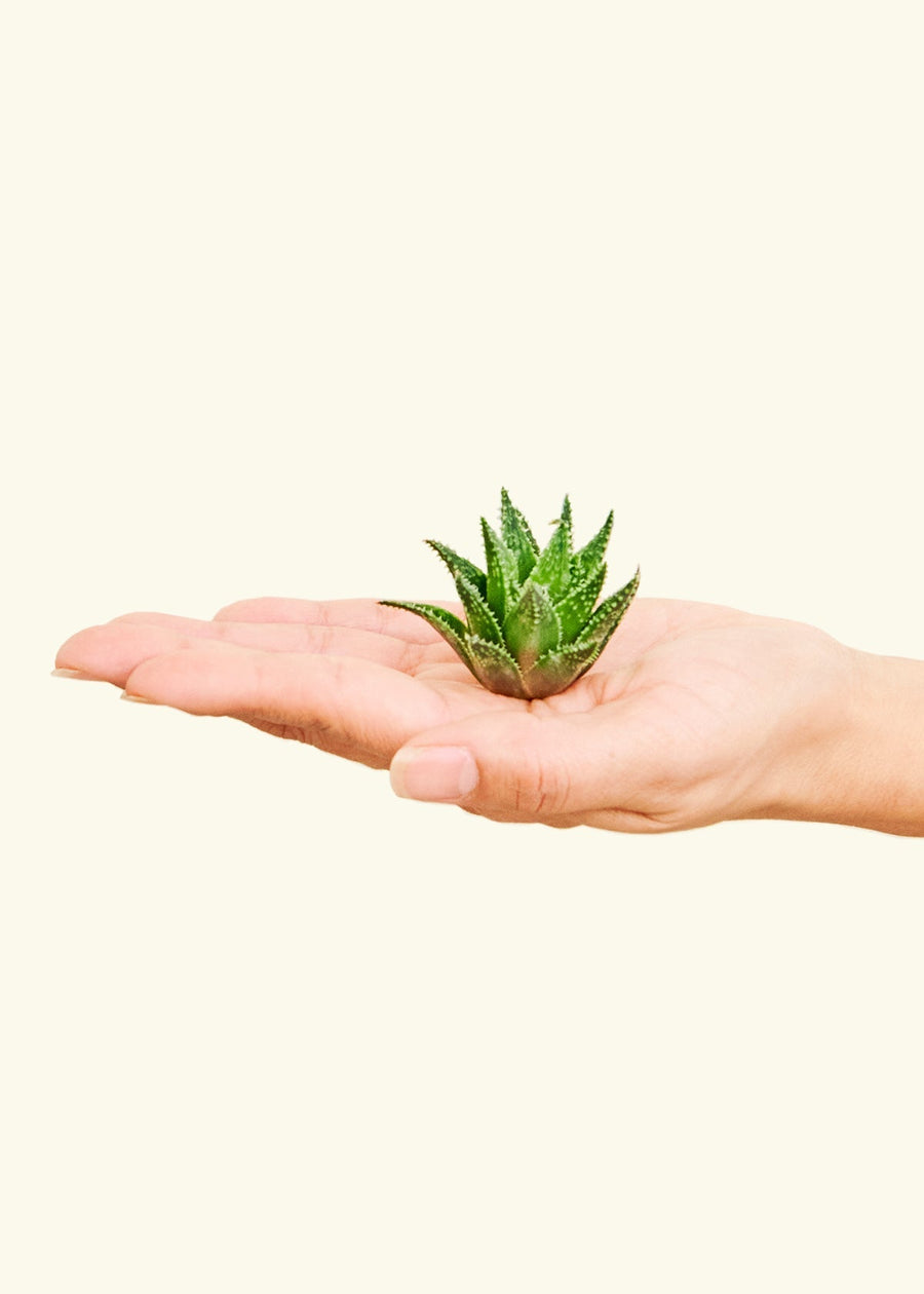 Hand holding small succulent