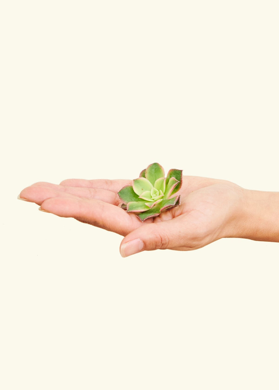 Hand holding small succulent