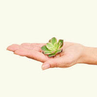 Hand holding small succulent