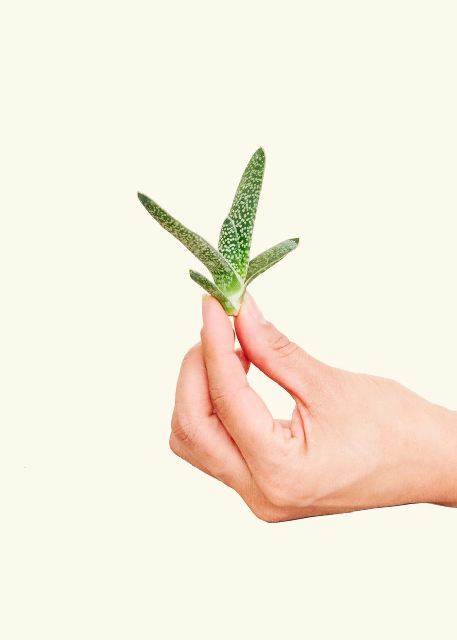 Hand holding small succulent