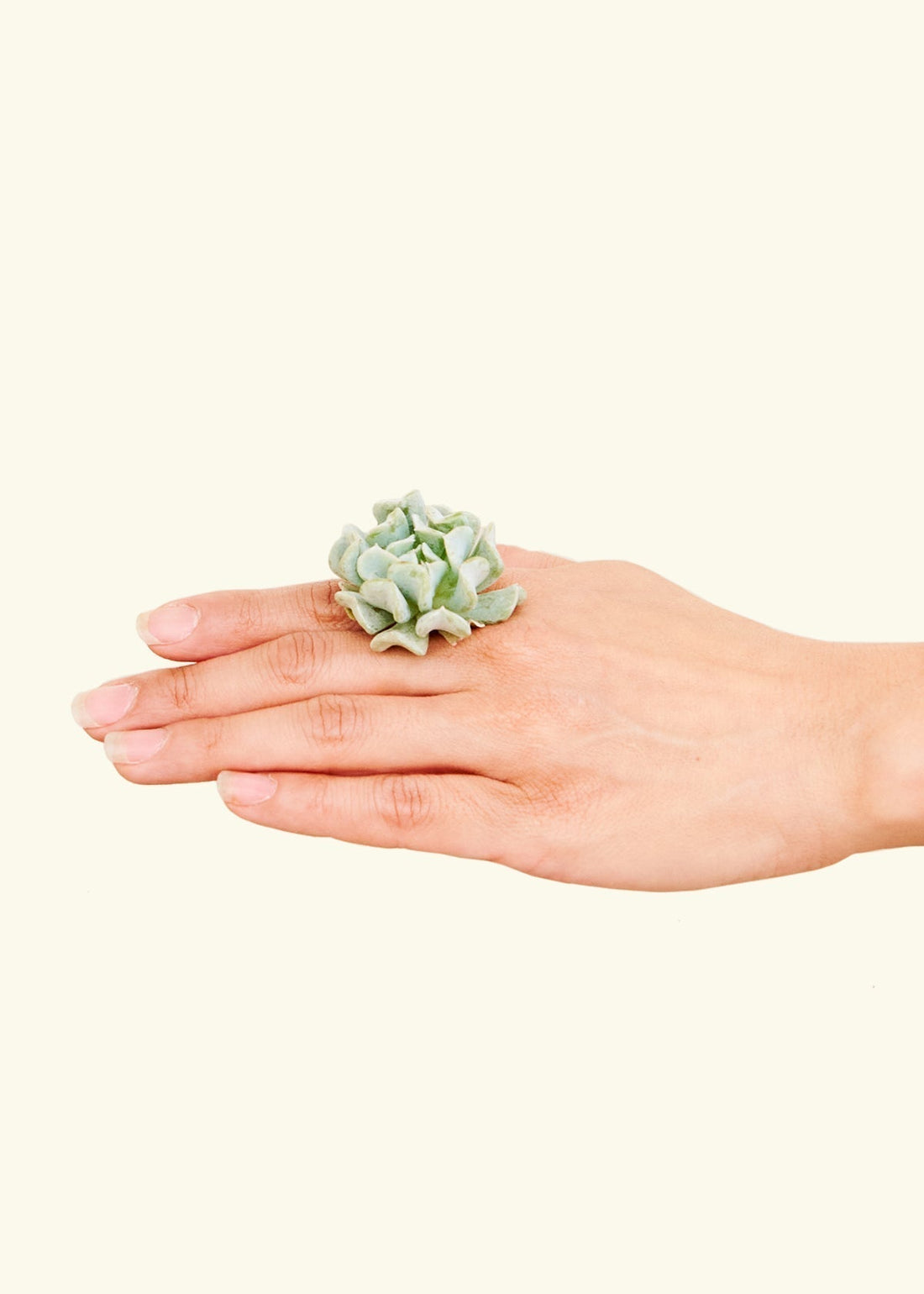 Hand holding small succulent