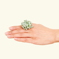 Hand holding small succulent