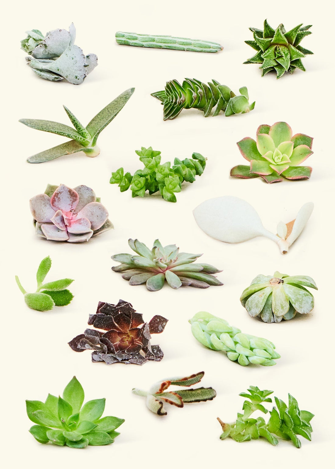 Assorted Succulents