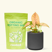 Small Pink Arrowhead in a black cylinder pot and a bag of soil.