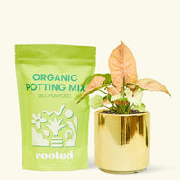 Small Pink Arrowhead in a gold cylinder pot and a bag of soil.