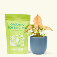 Small Pink Arrowhead in a indigo round pot and a bag of soil.