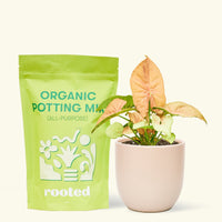 Small Pink Arrowhead in a pink round pot and a bag of soil.