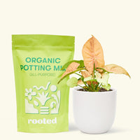 Small Pink Arrowhead in a white round pot and a bag of soil.