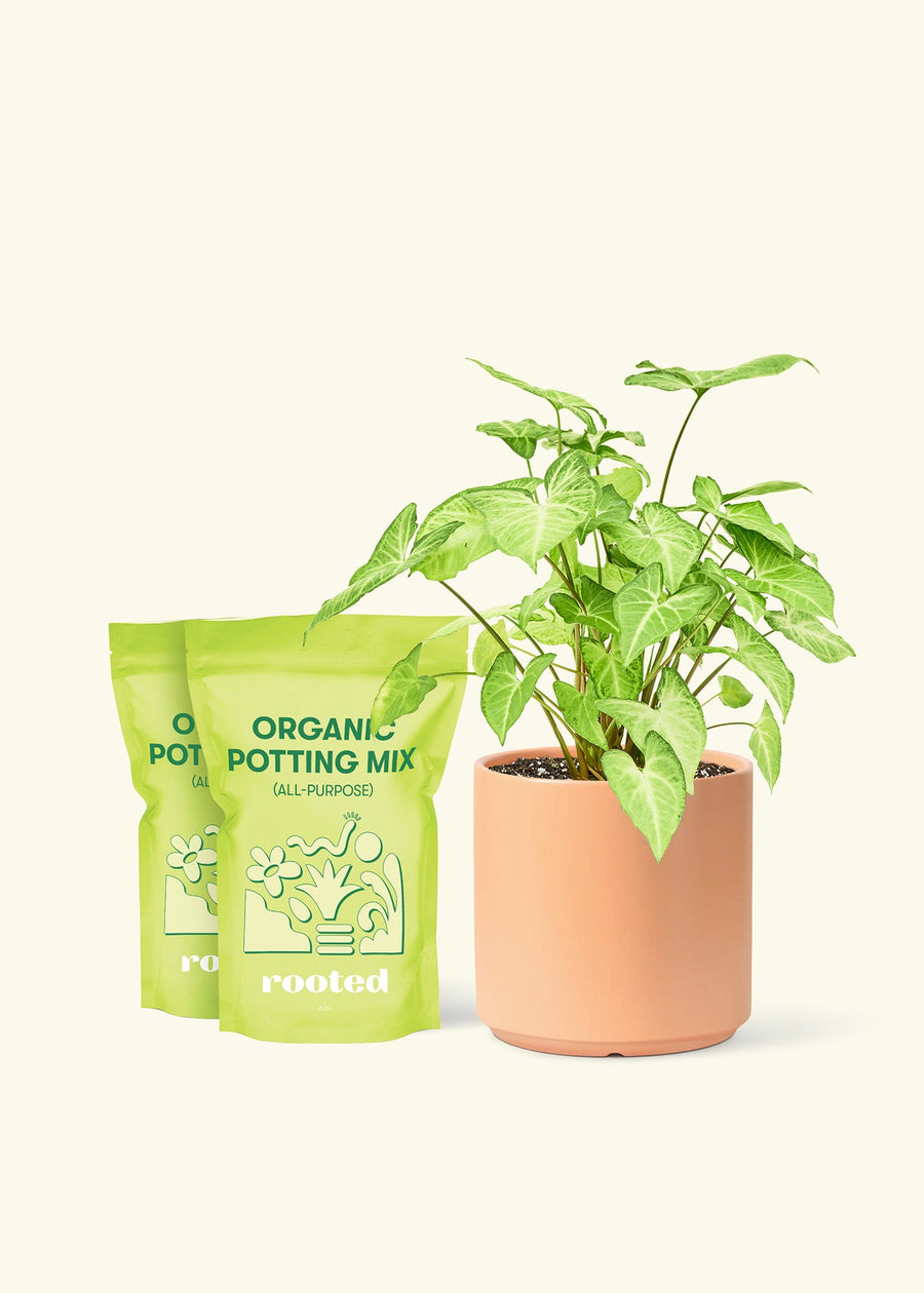 Medium White Arrowhead Plant (Syngonium podophyllum) in a peach cylinder pot and two bag of soil.