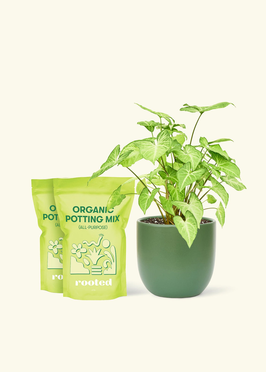 Medium White Arrowhead Plant (Syngonium podophyllum) in a green rounded pot and two bag of soil.