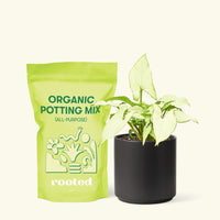Small Arrowhead Plant White Butterfly (Syngonium podophyllum) in a black cylinder pot and a bag of soil.