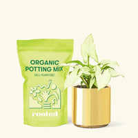 Small Arrowhead Plant White Butterfly (Syngonium podophyllum) in a gold cylinder pot and a bag of soil.