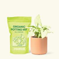 Small Arrowhead Plant White Butterfly (Syngonium podophyllum) in a peach cylinder pot and a bag of soil.
