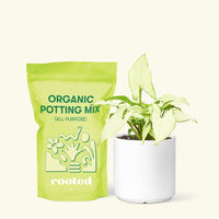 Small Arrowhead Plant White Butterfly (Syngonium podophyllum) in a white cylinder pot and a bag of soil.