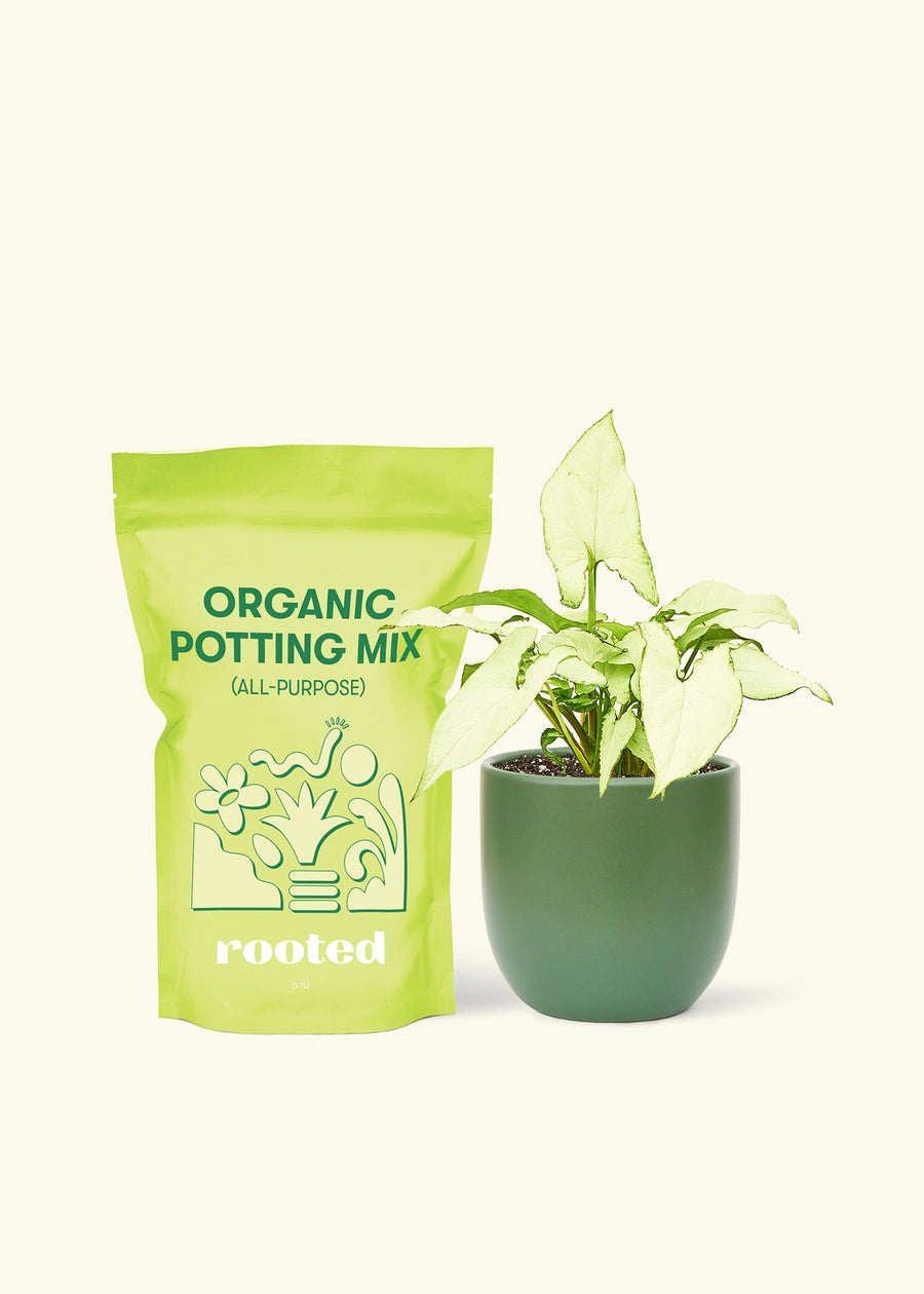 Small Arrowhead Plant White Butterfly (Syngonium podophyllum) in a green rounded pot and a bag of soil.