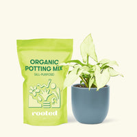 Small Arrowhead Plant White Butterfly (Syngonium podophyllum) in a indigo rounded pot and a bag of soil.