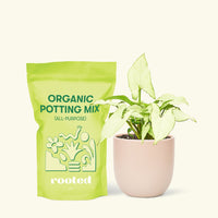 Small Arrowhead Plant White Butterfly (Syngonium podophyllum) in a pink rounded pot and a bag of soil.
