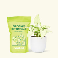Small Arrowhead Plant White Butterfly (Syngonium podophyllum) in a white rounded pot and a bag of soil.