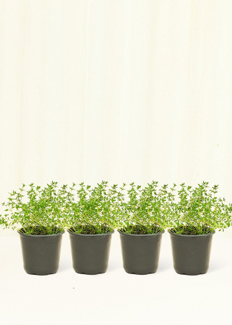 Thyme 4-Pack Plant Rooted 