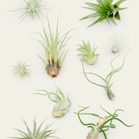 10 Assorted Air Plants