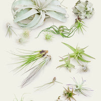 20 Assorted Air Plants