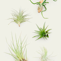 5 Assorted Air Plants