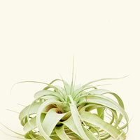 Notorious A.I.R. Plant Rooted