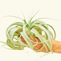 Notorious A.I.R. Plant Rooted LG