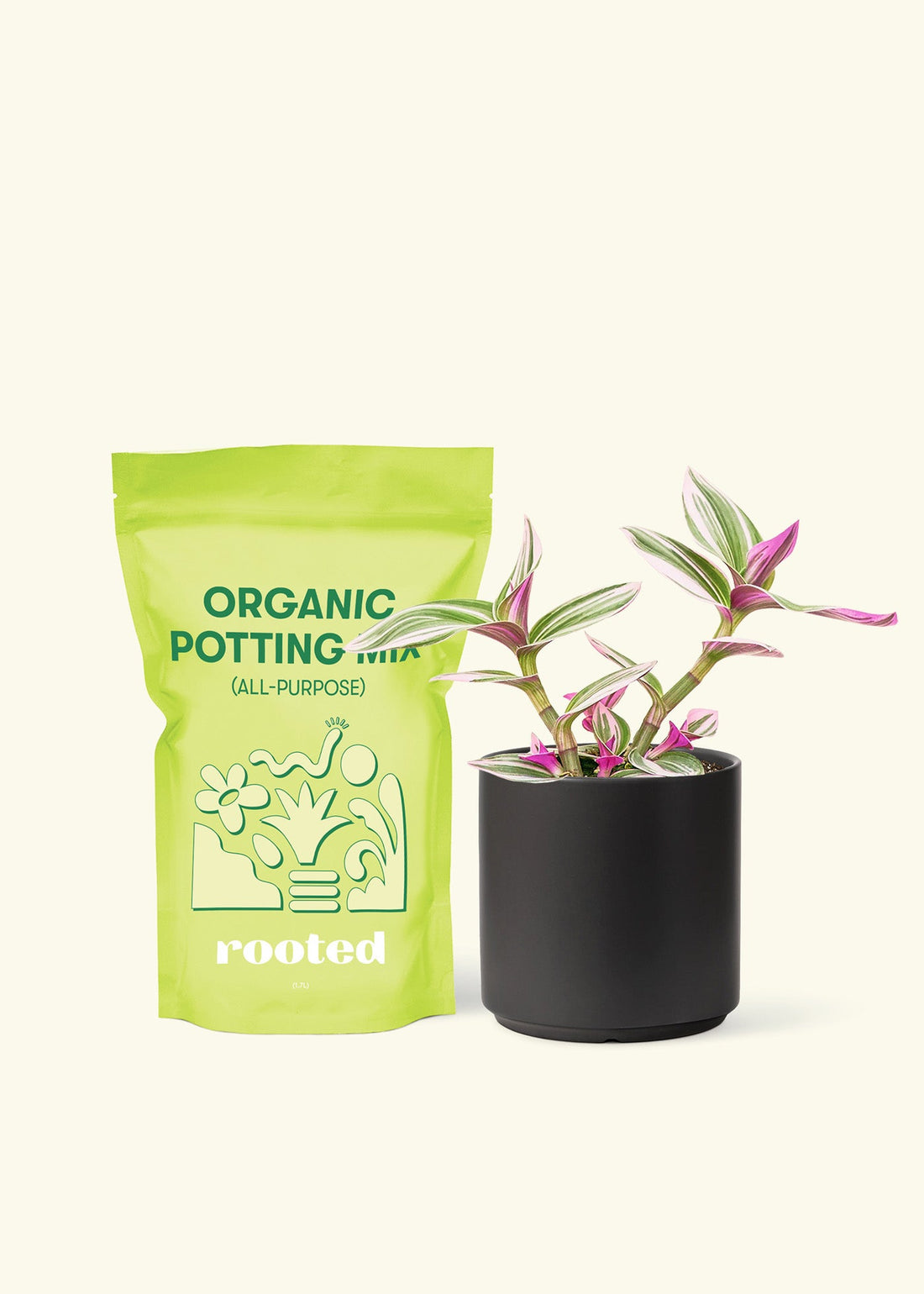 Small Tradescantia Nanouk (Tradescantia albiflora &