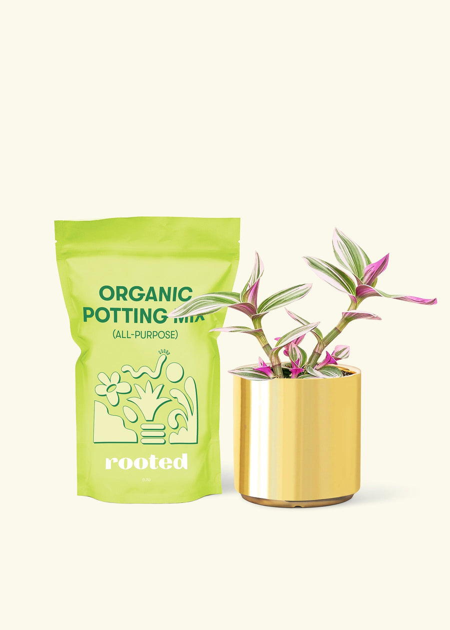 Small Tradescantia Nanouk (Tradescantia albiflora 'nanouk') in a gold cylinder pot and a bag of soil.