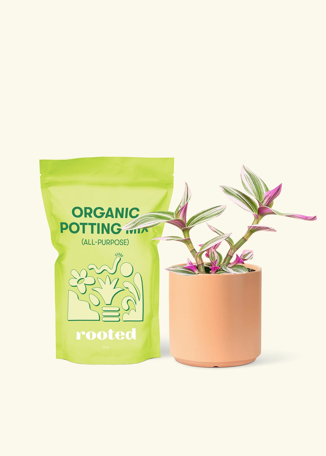 Small Tradescantia Nanouk (Tradescantia albiflora &